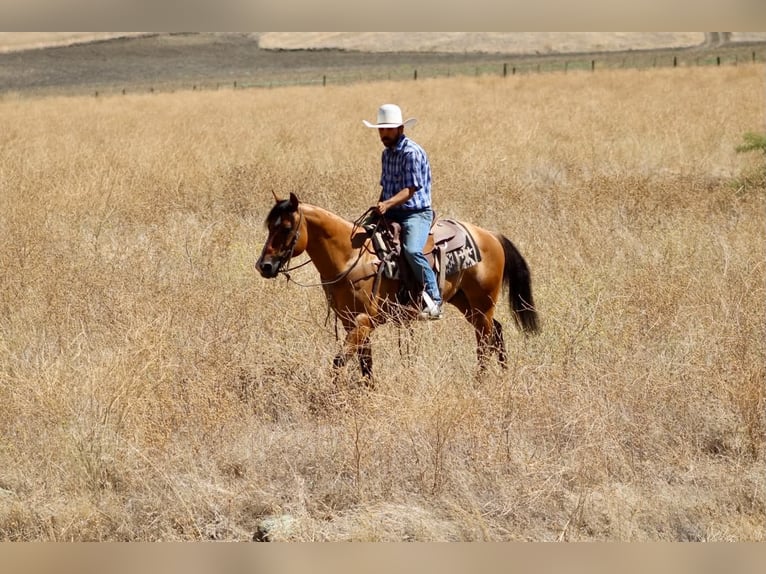 Quarter horse américain Hongre 6 Ans 150 cm Isabelle in Paicines