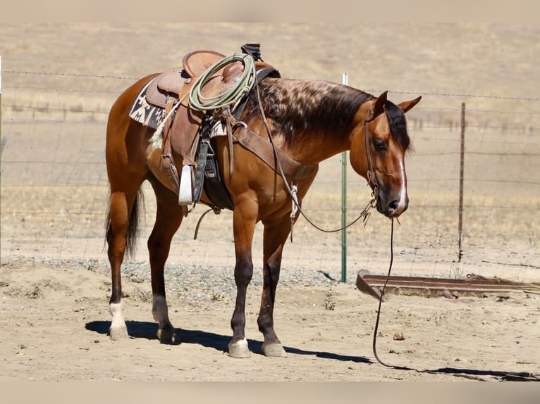 Quarter horse américain Hongre 6 Ans 150 cm Isabelle in Paicines