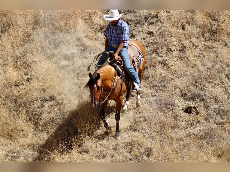 Quarter horse américain Hongre 6 Ans 150 cm Isabelle in Paicines
