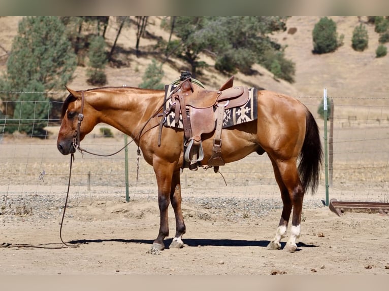 Quarter horse américain Hongre 6 Ans 150 cm Isabelle in Paicines