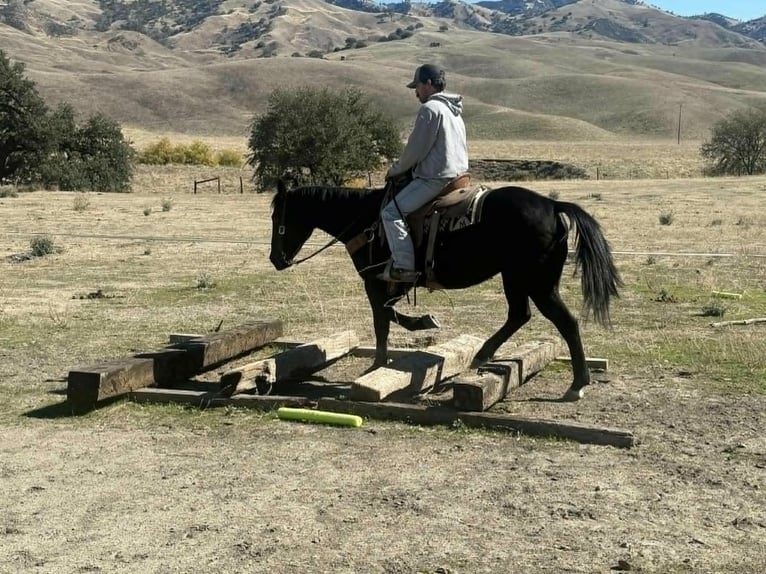 Quarter horse américain Hongre 6 Ans 150 cm Noir in Houston