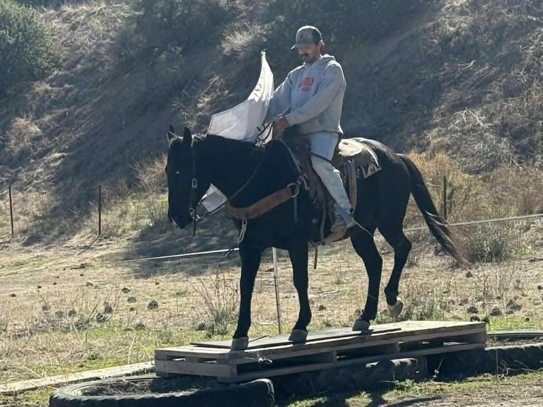 Quarter horse américain Hongre 6 Ans 150 cm Noir in Houston