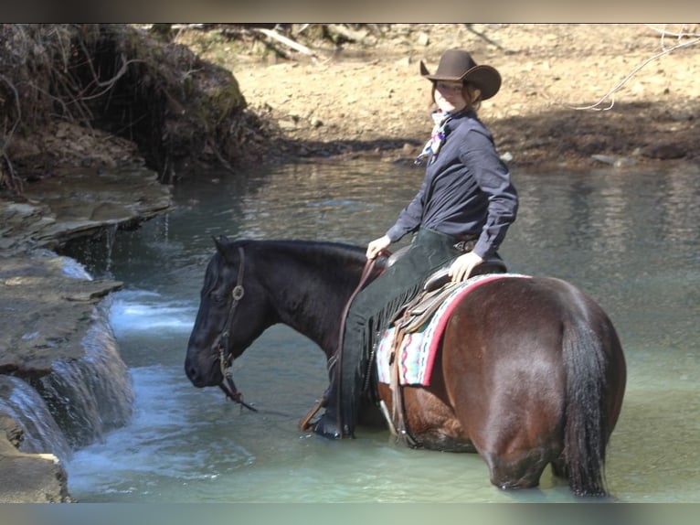 Quarter horse américain Hongre 6 Ans 150 cm Noir in Robards