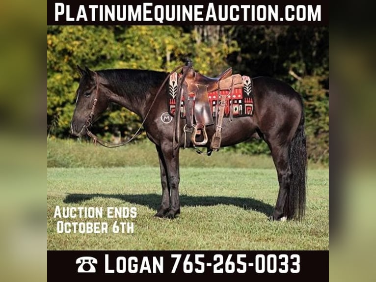 Quarter horse américain Hongre 6 Ans 150 cm Noir in Brodhead, KY