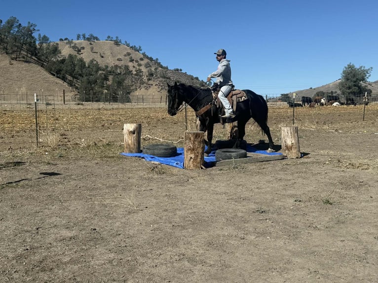 Quarter horse américain Hongre 6 Ans 150 cm Noir in Paicines CA