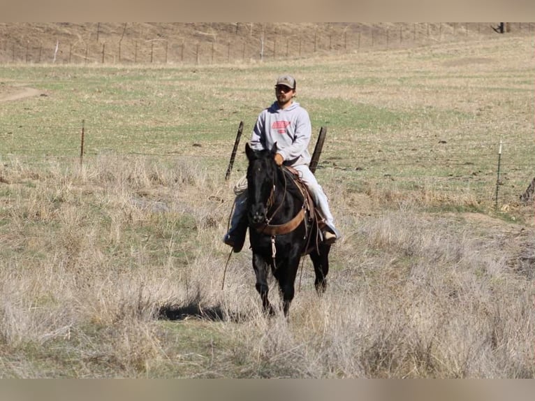 Quarter horse américain Hongre 6 Ans 150 cm Noir in Paicines CA