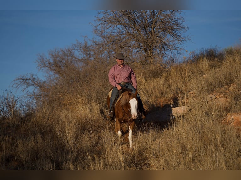 Quarter horse américain Hongre 6 Ans 150 cm Overo-toutes couleurs in Sweet Springs MO