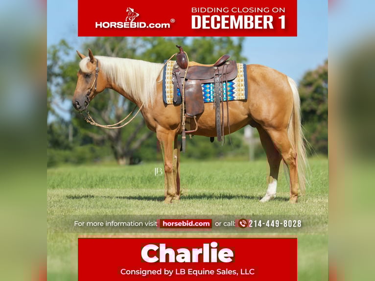 Quarter horse américain Hongre 6 Ans 150 cm Palomino in Terrell