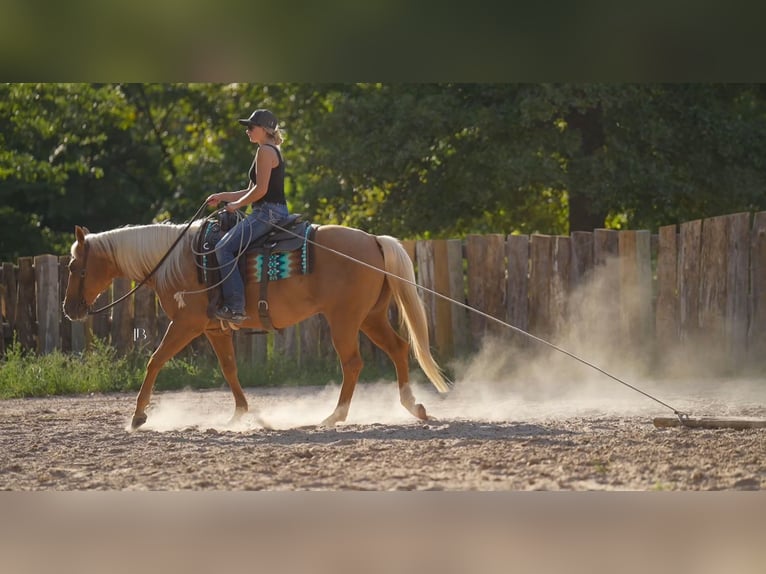 Quarter horse américain Hongre 6 Ans 150 cm Palomino in Terrell