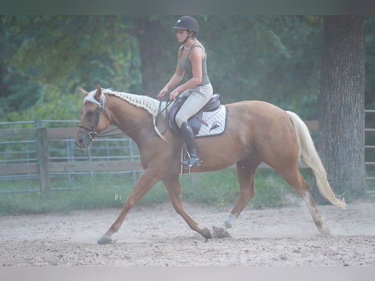 Quarter horse américain Hongre 6 Ans 150 cm Palomino in Terrell