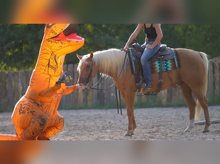 Quarter horse américain Hongre 6 Ans 150 cm Palomino in Terrell