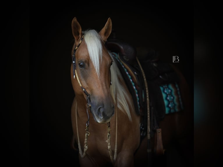 Quarter horse américain Hongre 6 Ans 150 cm Palomino in Terrell