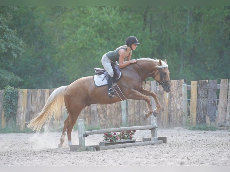 Quarter horse américain Hongre 6 Ans 150 cm Palomino in Terrell