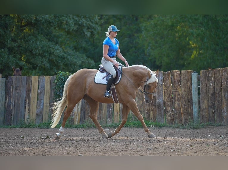 Quarter horse américain Hongre 6 Ans 150 cm Palomino in Terrell