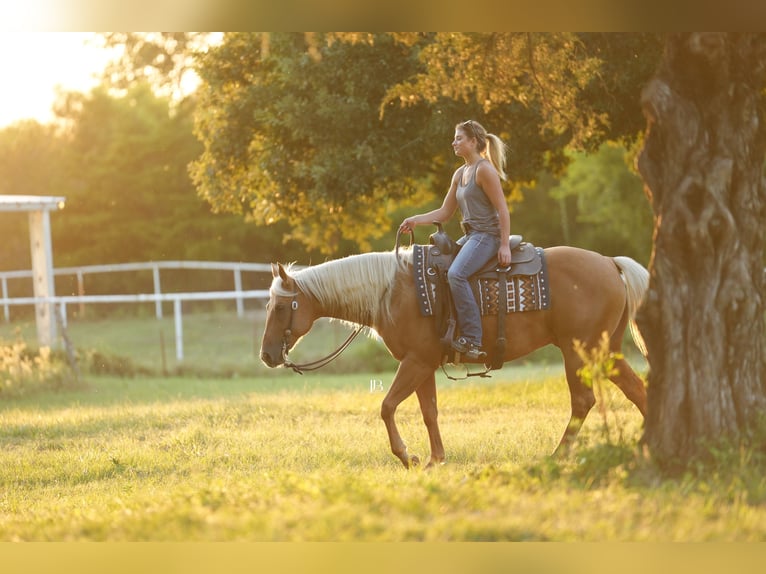 Quarter horse américain Hongre 6 Ans 150 cm Palomino in Terrell