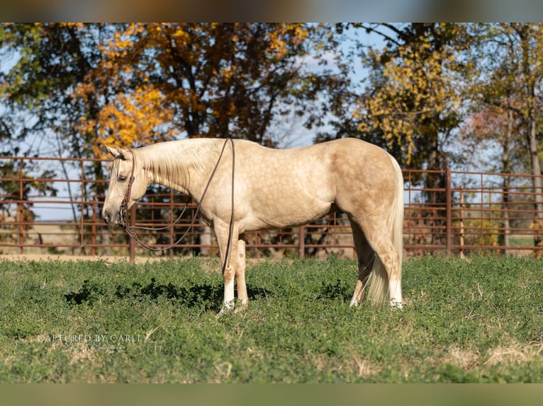 Quarter horse américain Hongre 6 Ans 150 cm Palomino in Lewistown