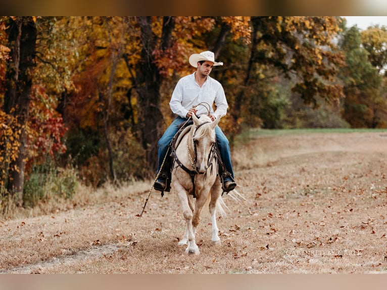 Quarter horse américain Hongre 6 Ans 150 cm Palomino in Lewistown
