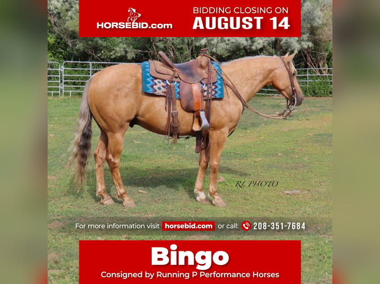 Quarter horse américain Hongre 6 Ans 150 cm Palomino in Menan, ID