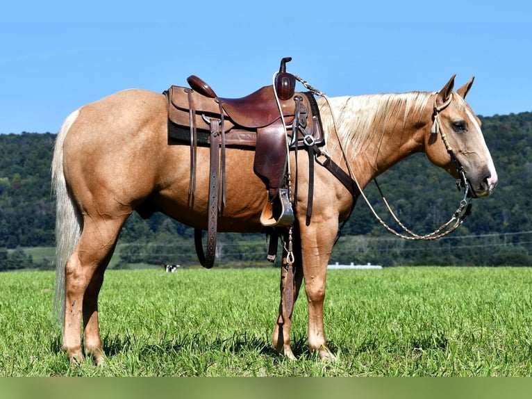 Quarter horse américain Hongre 6 Ans 150 cm Palomino in Rebersburg, PA