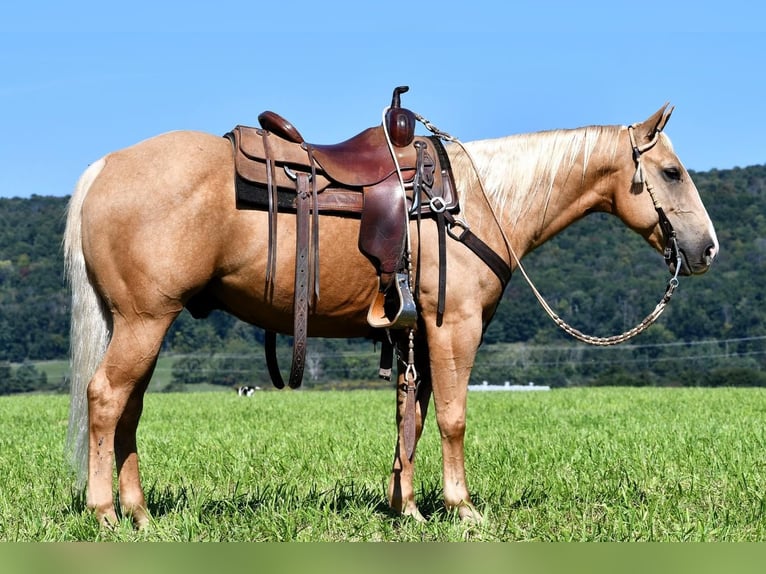 Quarter horse américain Hongre 6 Ans 150 cm Palomino in Rebersburg, PA