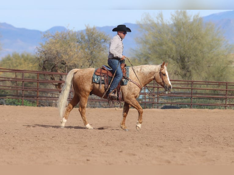 Quarter horse américain Hongre 6 Ans 150 cm Palomino in Scottsdale