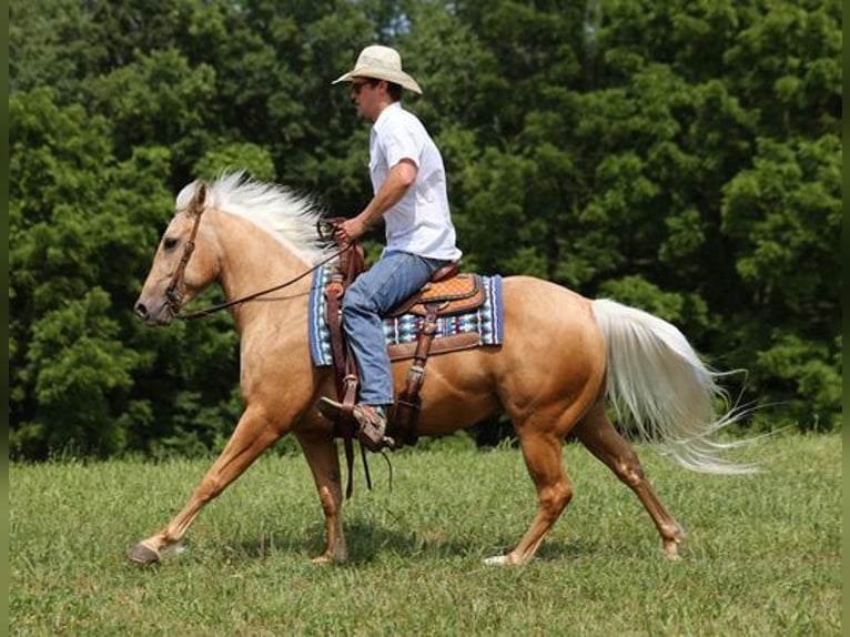 Quarter horse américain Hongre 6 Ans 150 cm Palomino in Mount Vernon, KY