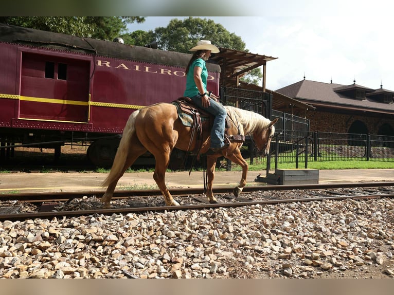 Quarter horse américain Hongre 6 Ans 150 cm Palomino in Rusk, TX