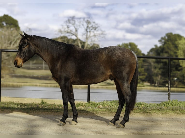 Quarter horse américain Hongre 6 Ans 150 cm Roan-Bay in Greenbrier