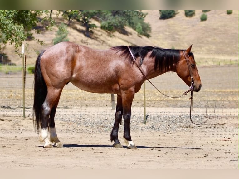 Quarter horse américain Hongre 6 Ans 150 cm Roan-Bay in Tres Pinos