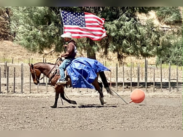 Quarter horse américain Hongre 6 Ans 150 cm Roan-Bay in Tres Pinos