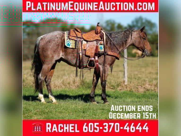 Quarter horse américain Hongre 6 Ans 150 cm Roan-Bay in Rusk Tx