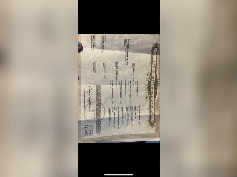 Quarter horse américain Hongre 6 Ans 150 cm Roan-Bay in Rusk Tx