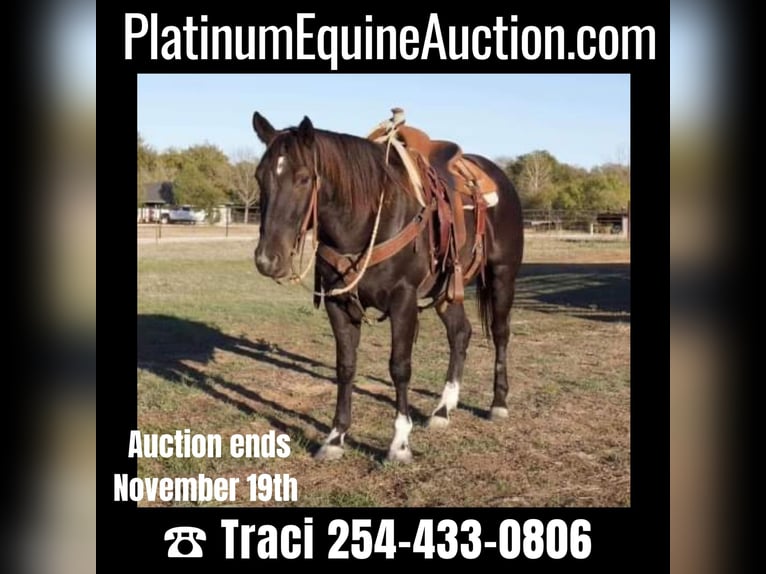 Quarter horse américain Hongre 6 Ans 150 cm Rouan Bleu in Weatherford TX