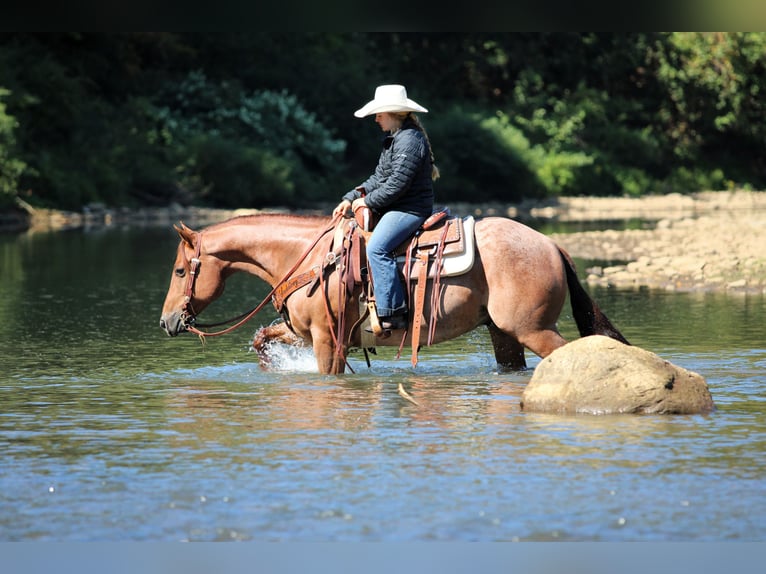 Quarter horse américain Hongre 6 Ans 150 cm Rouan Rouge in Clarion