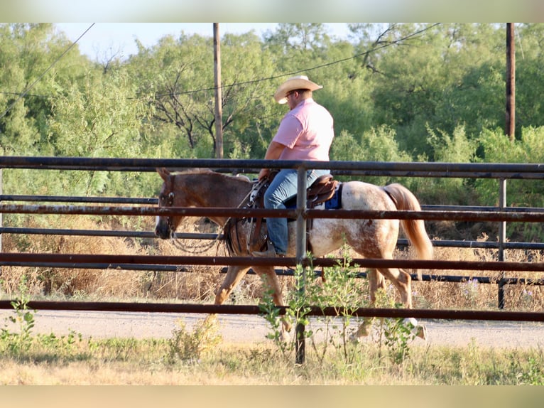Quarter horse américain Hongre 6 Ans 150 cm Rouan Rouge in Breckenridge, TX
