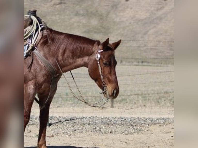 Quarter horse américain Hongre 6 Ans 150 cm Rouan Rouge in Paicines, CA