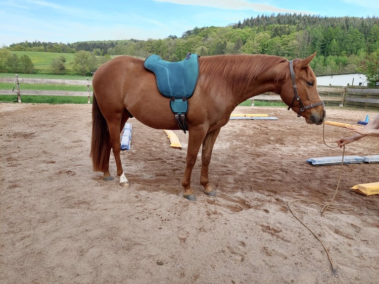 Quarter horse américain Hongre 6 Ans 152 cm Alezan brûlé in Mannebach
