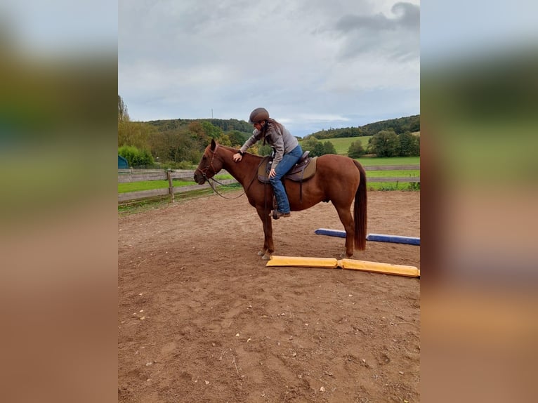 Quarter horse américain Hongre 6 Ans 152 cm Alezan brûlé in Mannebach