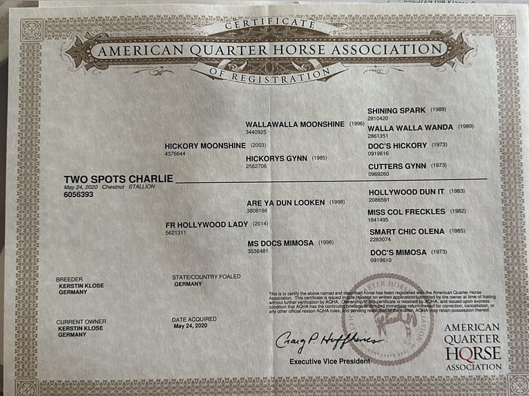 Quarter horse américain Hongre 6 Ans 152 cm Alezan brûlé in Mannebach