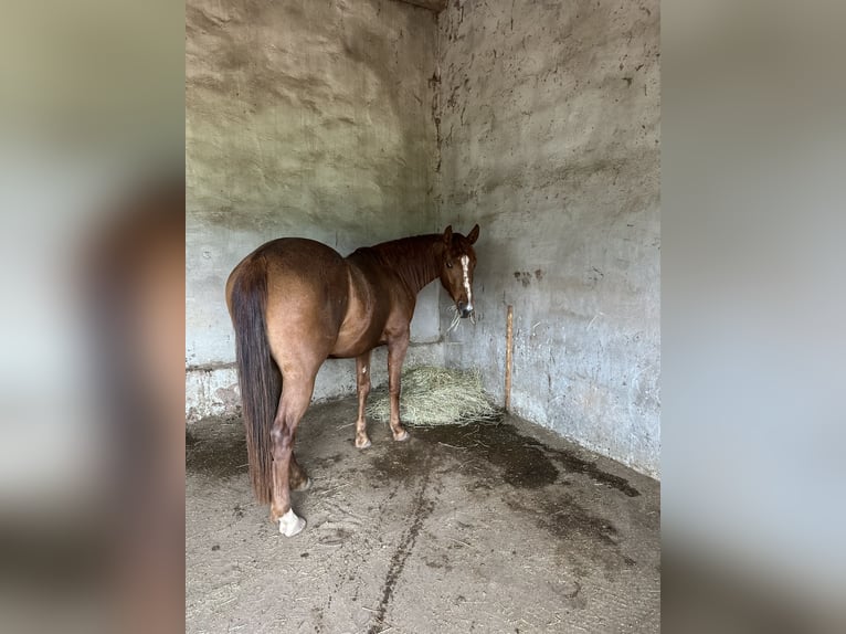 Quarter horse américain Hongre 6 Ans 152 cm Alezan brûlé in Mannebach