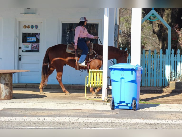 Quarter horse américain Hongre 6 Ans 152 cm Alezan brûlé in Canton TX