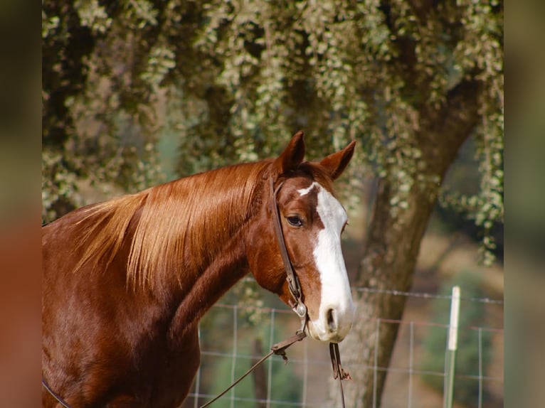 Quarter horse américain Hongre 6 Ans 152 cm Alezan brûlé in Paicines CA
