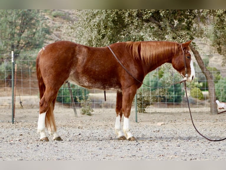 Quarter horse américain Hongre 6 Ans 152 cm Alezan brûlé in Paicines CA