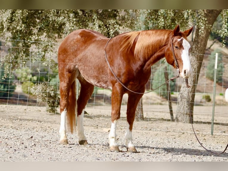 Quarter horse américain Hongre 6 Ans 152 cm Alezan brûlé in Paicines CA
