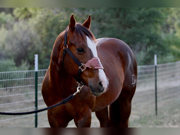 Quarter horse américain Hongre 6 Ans 152 cm Alezan brûlé in Valley Springs CA