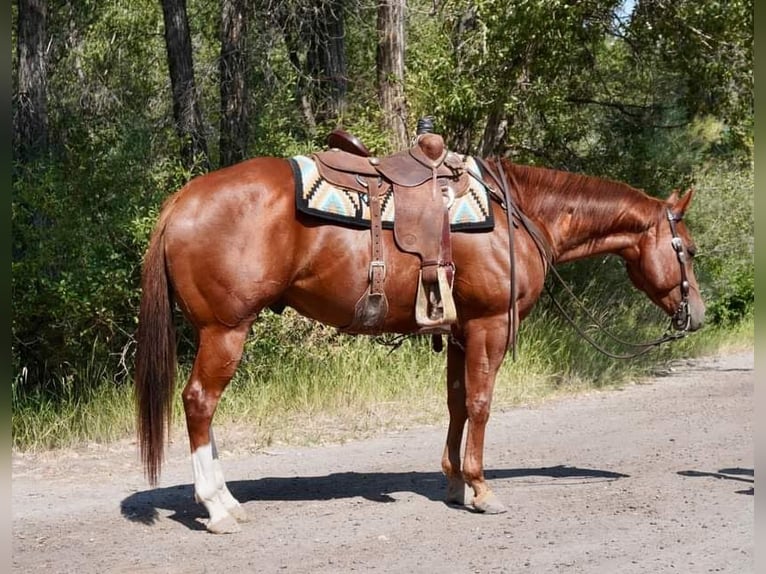 Quarter horse américain Hongre 6 Ans 152 cm Alezan brûlé in Wickenburg AZ