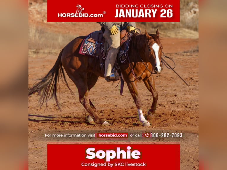 Quarter horse américain Hongre 6 Ans 152 cm Alezan cuivré in Canyon