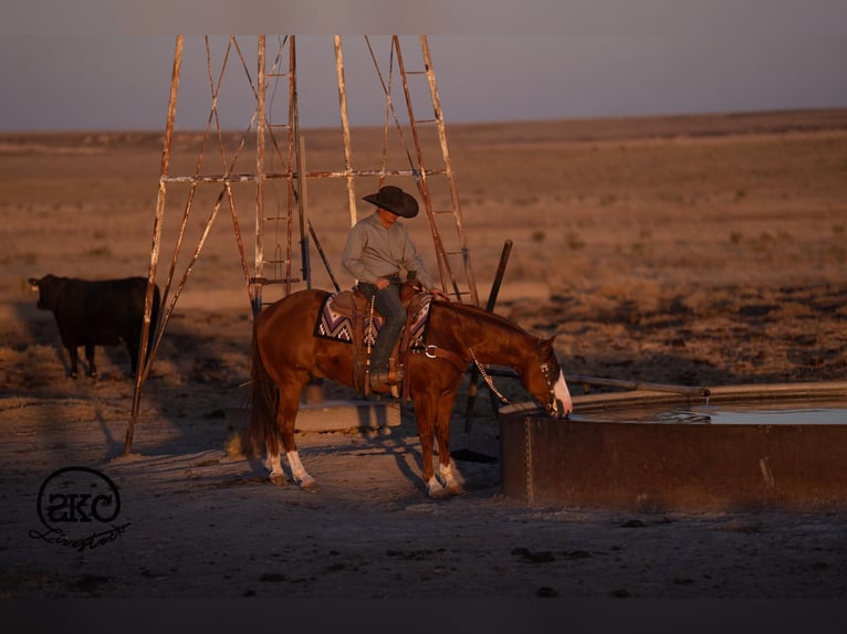 Quarter horse américain Hongre 6 Ans 152 cm Alezan cuivré in Canyon