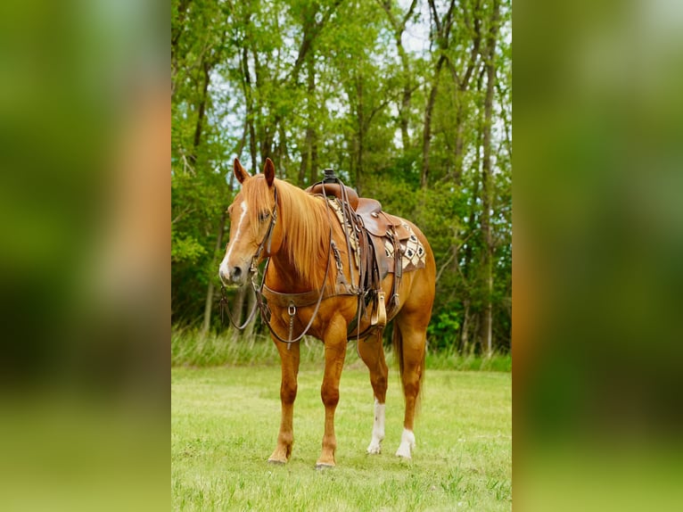 Quarter horse américain Hongre 6 Ans 152 cm Alezan cuivré in Corsica