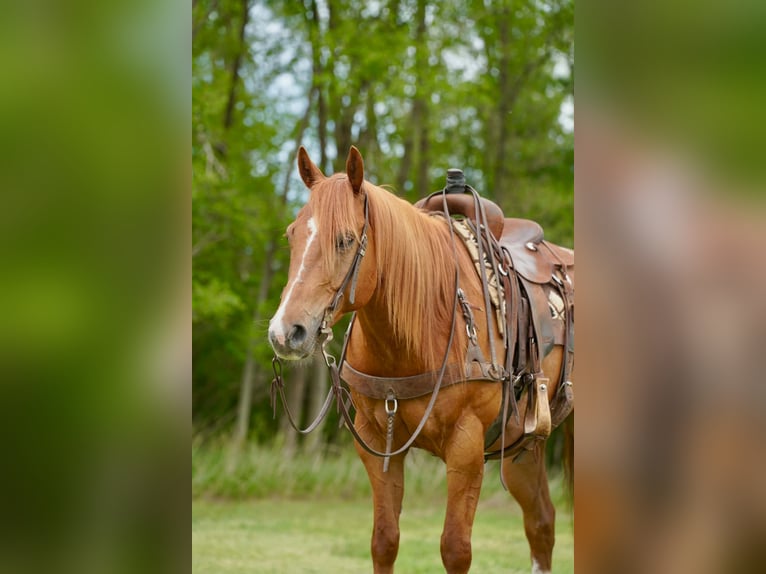 Quarter horse américain Hongre 6 Ans 152 cm Alezan cuivré in Corsica